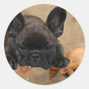 Francês. Bulldog autocolante