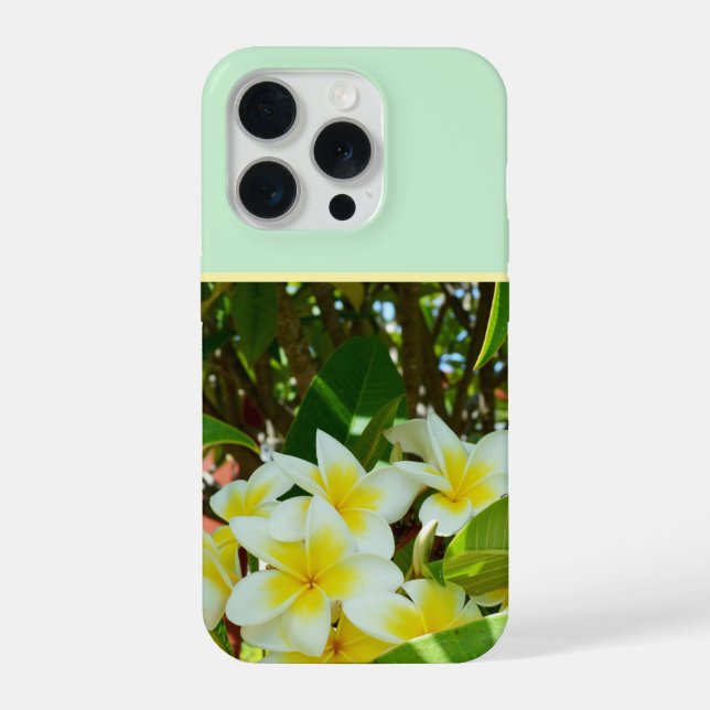 Frangipani Amarelo Crescendo Em Uma Árvore, (Verso)