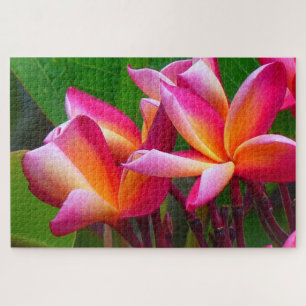 frangipani flores quebra-cabeça