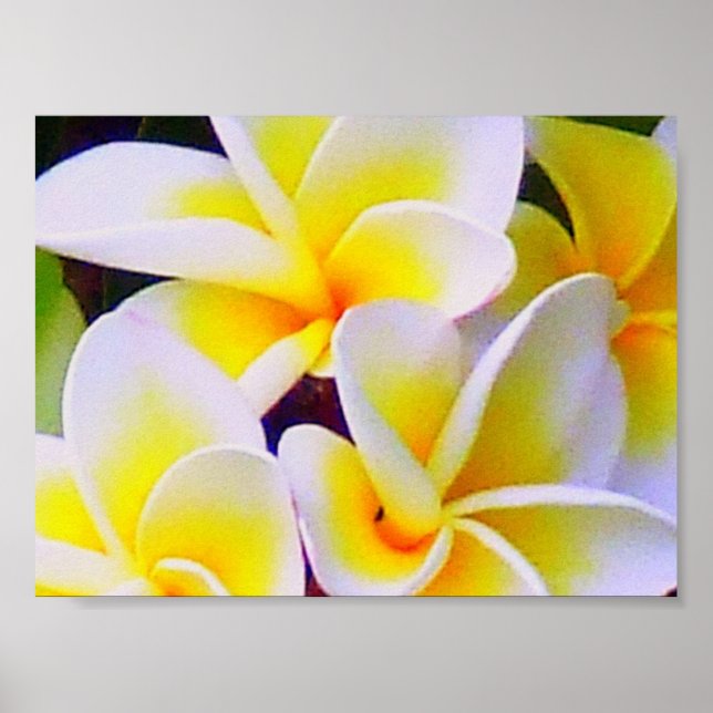 frangipani Poster (Frente)