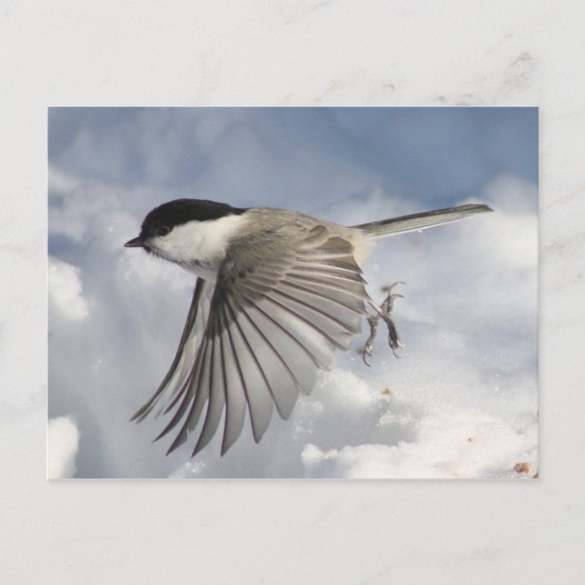 Frango no Cartão Postal de Voo (Frente)