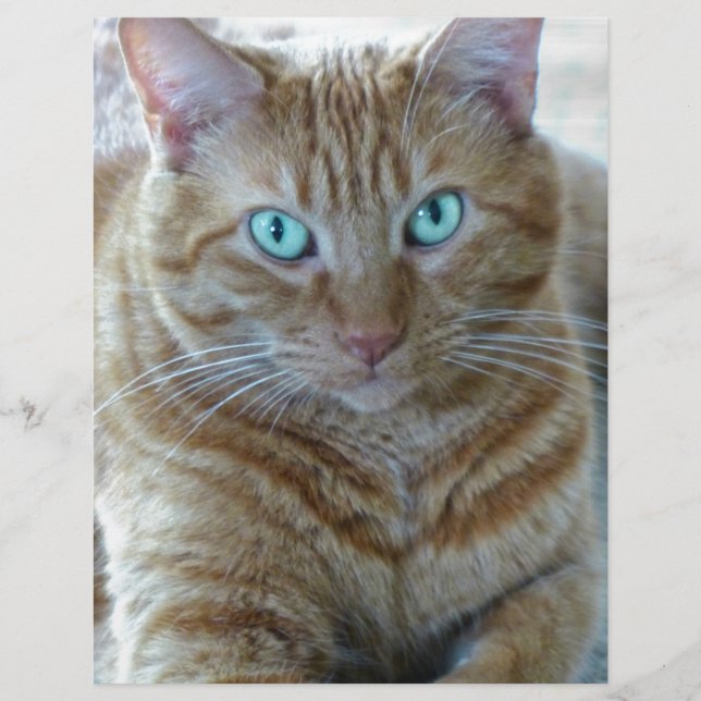Frankie (Frente)