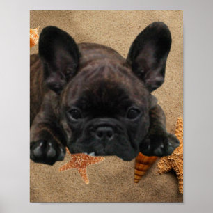 Französische Bulldogge Poster