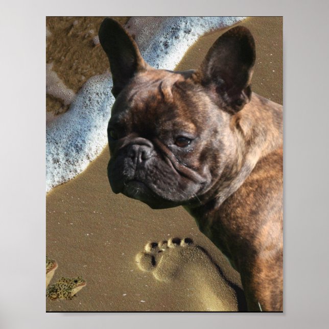 Französische Bulldogge Poster  (Frente)