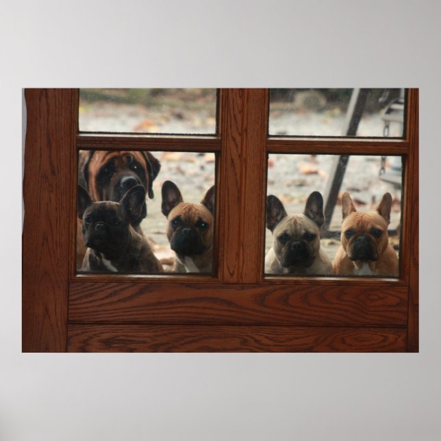 Französische Bulldoggen Poster (Frente)