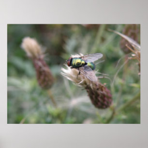 Frasco Verde Macro Poster