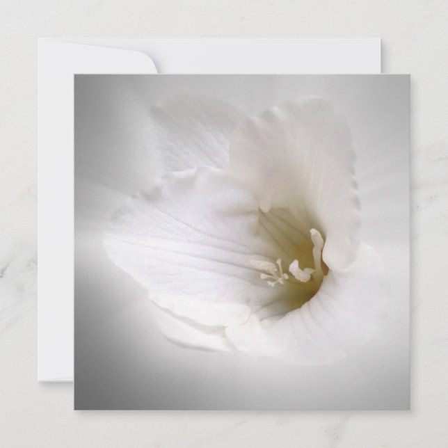 freesia branca (Frente)