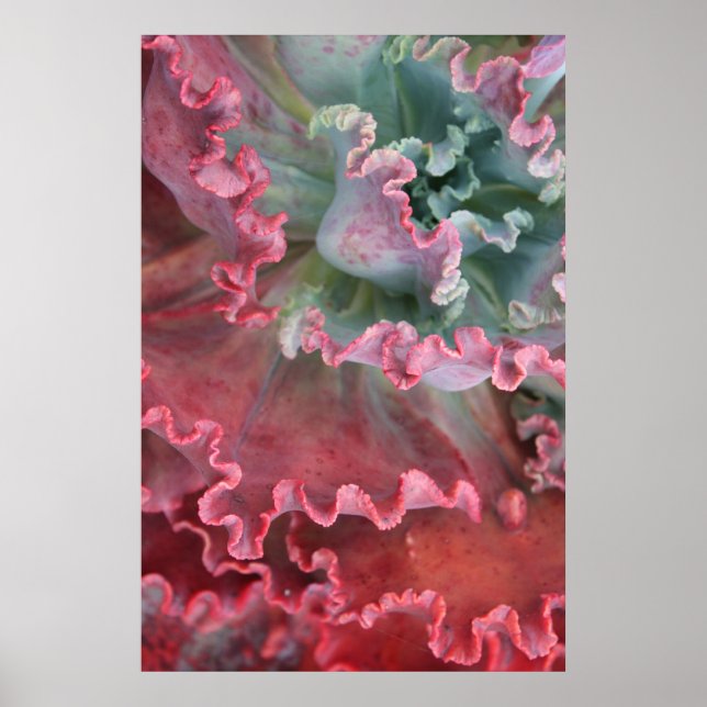 Frille Echeveria poster (Frente)