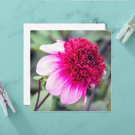 Frilly Pink e Magenta Dahlia Cartões de agradecime