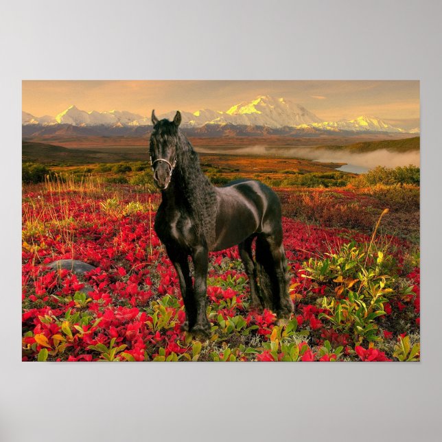 Frísia DIAMOND I - Poster (Frente)