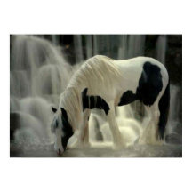 Frison, Papier poster (tapete)