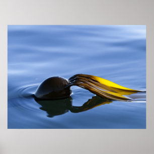 Frondas douradas - poster