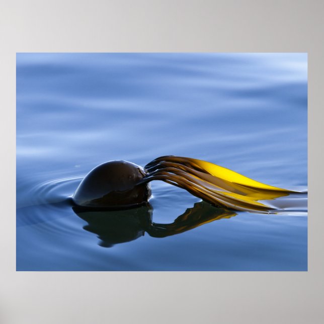 Fronteiras do ouro - Poster (Frente)