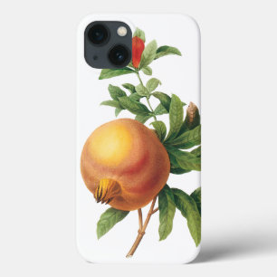 Fruta Alimentícia Vintage, Romã por Redoute