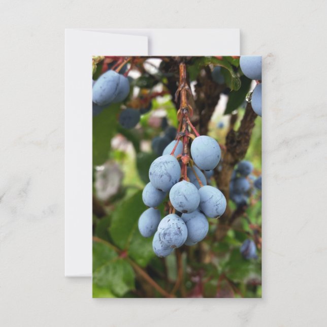 Fruta de espinho negro (Frente)