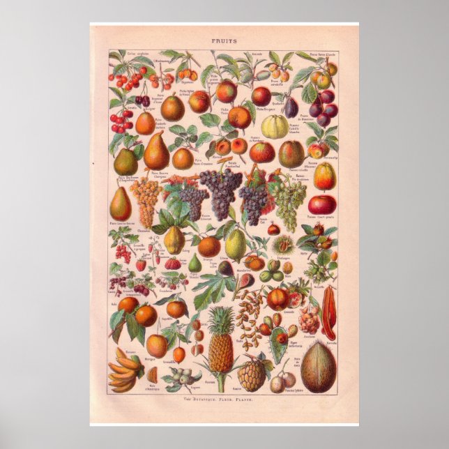 Fruta do Vintage poster 1920 (Frente)