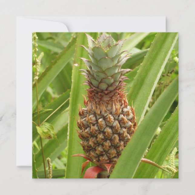 Fruta tropical de ananás selvagem na natureza (Frente)