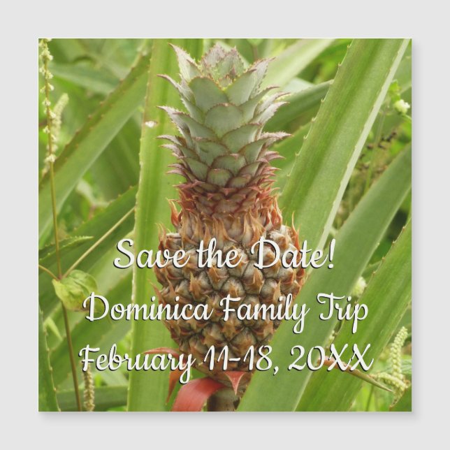 Fruta tropical de ananás selvagem na natureza (Frente)