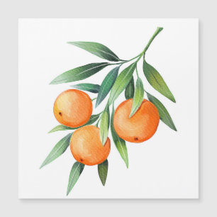 Frutas Laranja De Aquarela: Ramais Isolados.