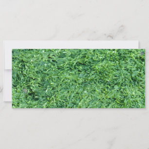 Fundo verde de algas