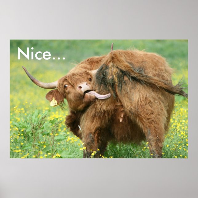 Funny Aberdeen Angus Poster (Frente)