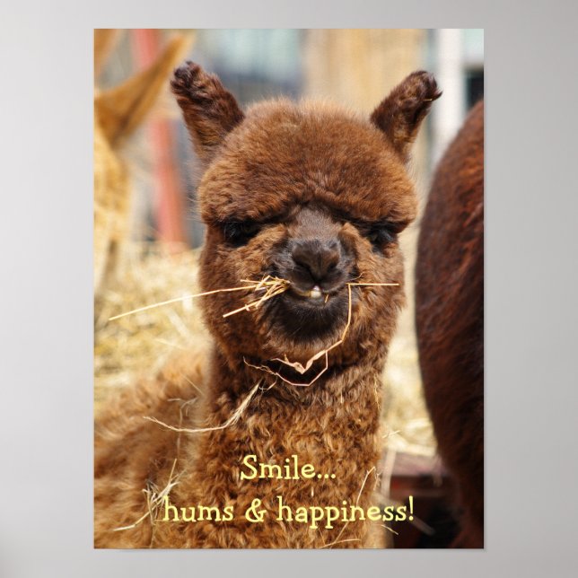 Funny Alpaca Poster (Frente)