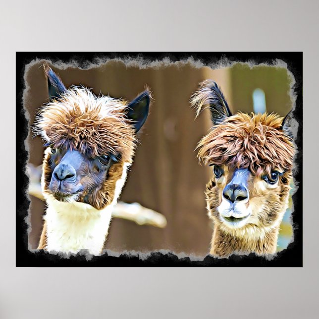 Funny Alpacas Poster (Frente)