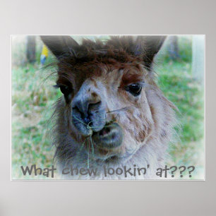 Funny photo of a llama's face on a poster