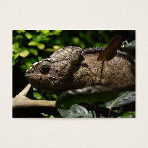 Furcifer