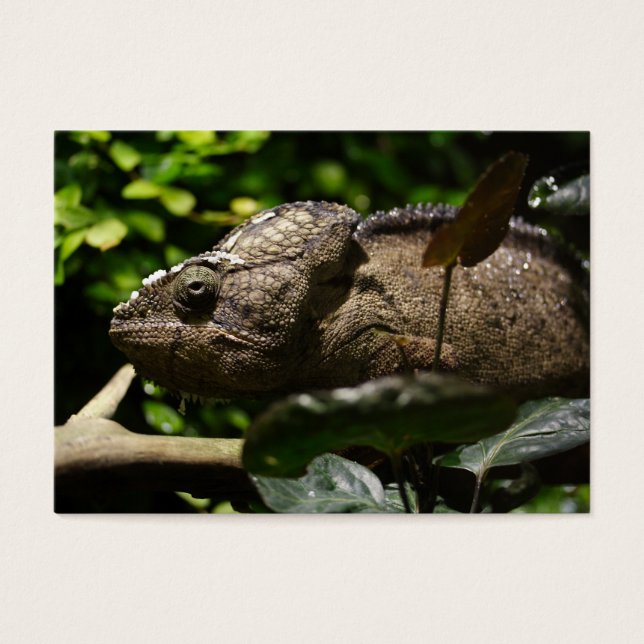 Furcifer oustaleti (Frente)