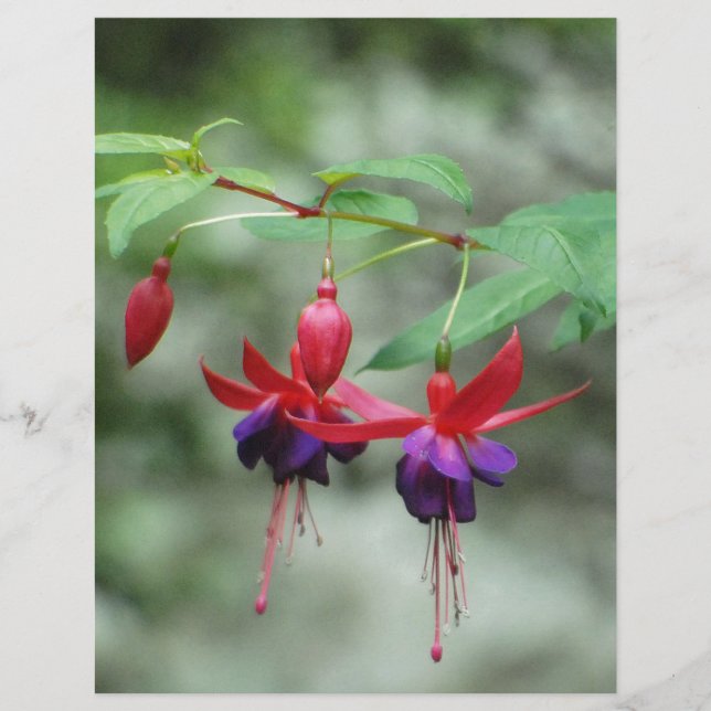 Fuschia1A.jpg (Frente)