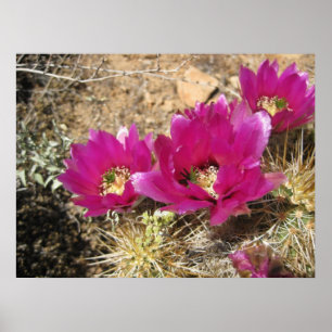 Fuschia Fantástica (3) Poster