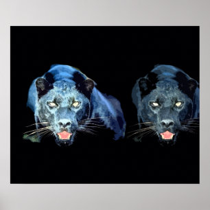 Gaguar Gato Negro Selvagem Olhos Azuis Poster