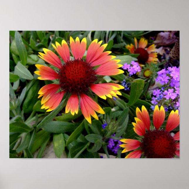 Gaillardia poster (Frente)