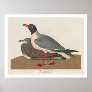 Gaivota de cabeça negra por Poster de Audubon