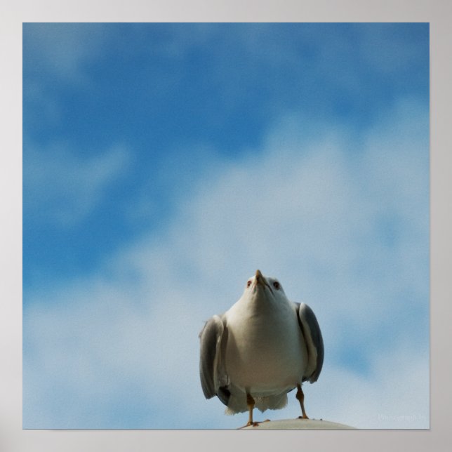 Gaivota-de-herring em Impressão (Frente)