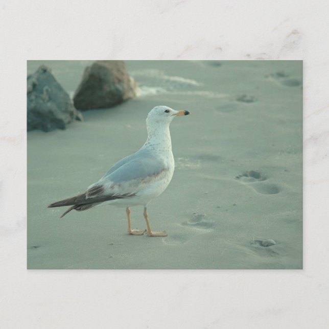 Gaivota marítima / Cartão postal (Frente)