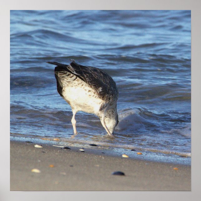 Gaivota no Oceano Poster (Frente)