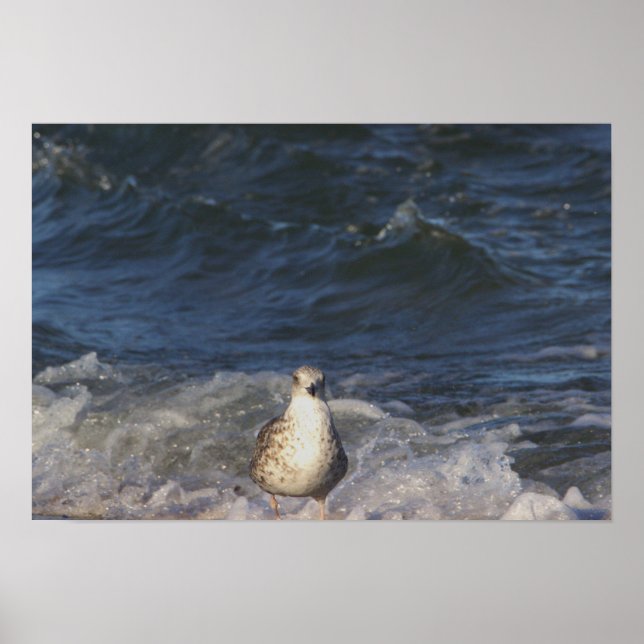 Gaivota no Oceano Poster (Frente)