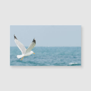 Gaivota sobre o mar