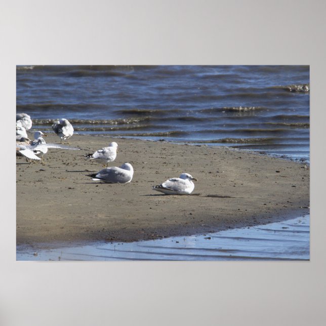Gaivotas na Poster da praia (Frente)