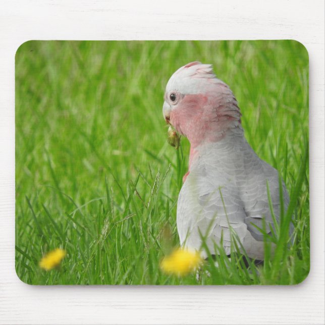 Galah Mousepad (Frente)
