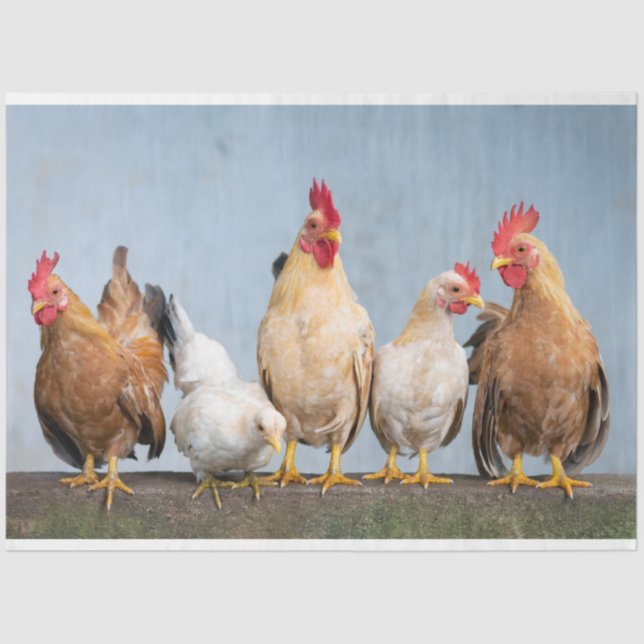 Galinhas De Aves De Capoeira Fazenda 2 Papel Tecid (Frente )
