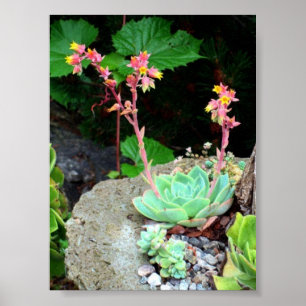 Galinhas & pintinhos no impressão ou no poster da