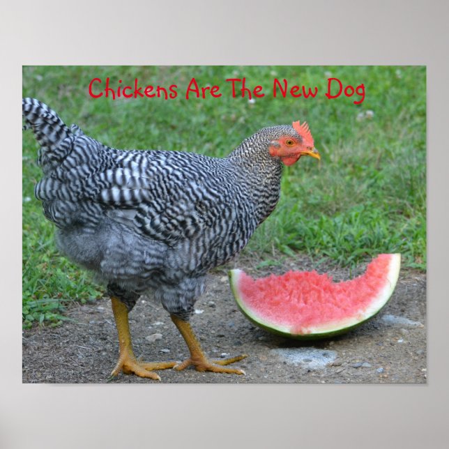 Galinhas São O Novo Poster De Cachorro (Frente)
