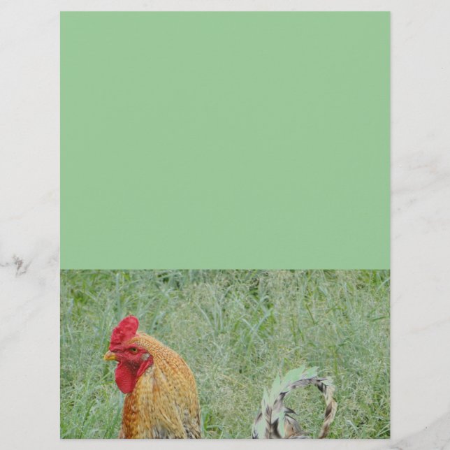 Galos fazenda de animais galinha colorida (Frente)