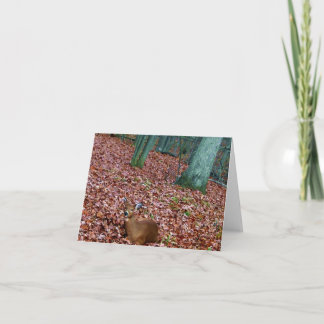 Gama do cartão de nota da floresta um cervo