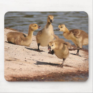 Ganso Mousepad dos gansos de Canadá