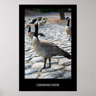 Gansos canadenses perto do poster do lago,