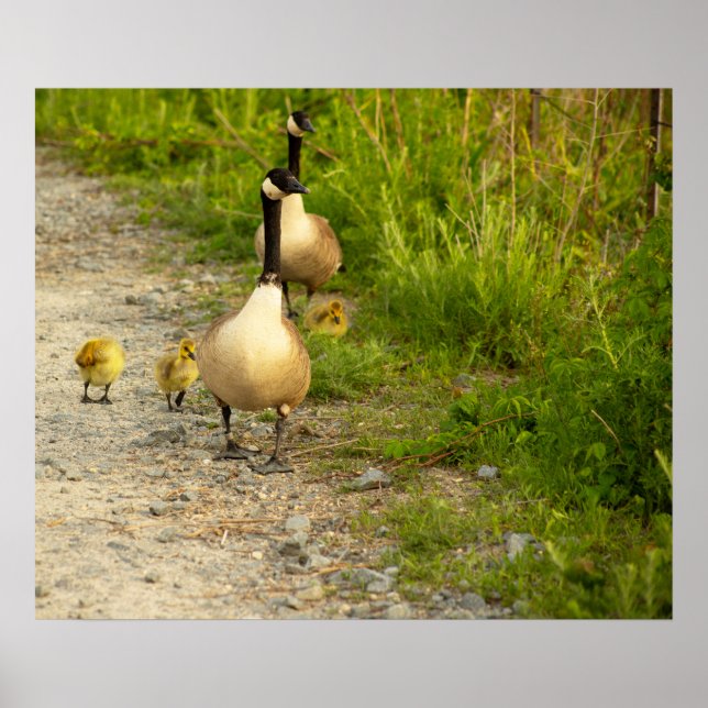 Gansos com Poster de Goslings (Frente)